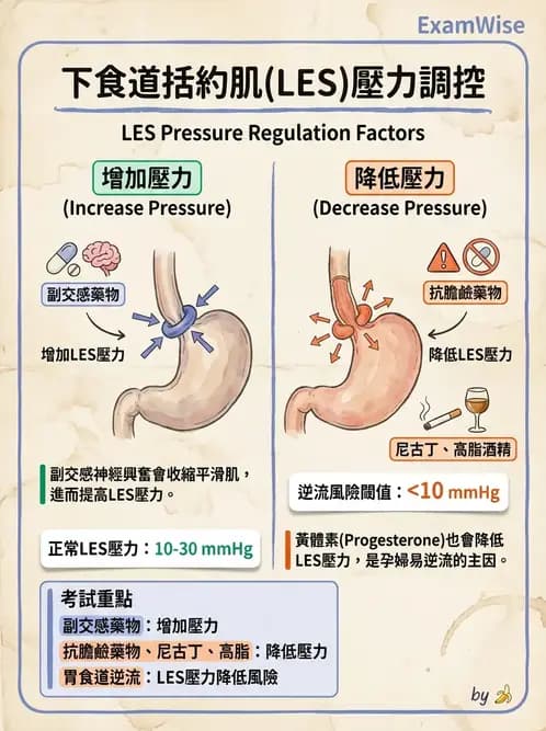 護理師 - 上消化道疾病 - AI 圖文解析預覽
