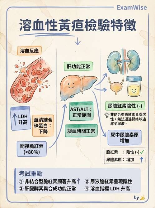 護理師 - 貧血與凝血疾病 - AI 圖文解析預覽