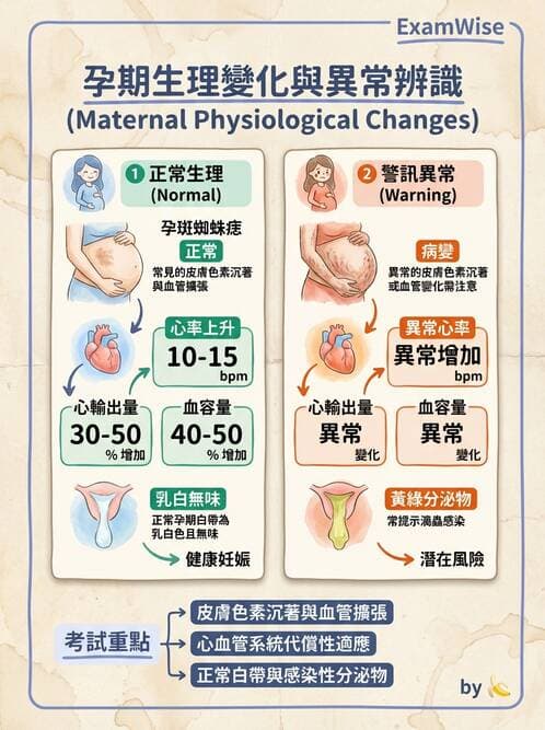 護理師 - 孕期生理變化與不適護理 - AI 圖文解析預覽