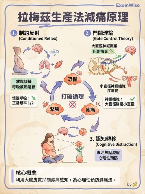 護理師 - 生產疼痛與麻醉技術 - AI 圖文解析預覽