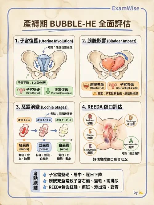 護理師 - 產後生理恢復與護理 - AI 圖文解析預覽