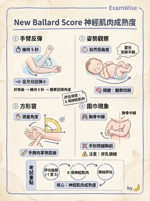 護理師 - 新生兒評估與生理特徵 - AI 圖文解析預覽