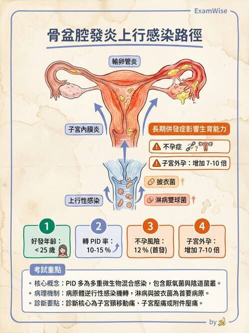 護理師 - 婦科腫瘤與感染 - AI 圖文解析預覽