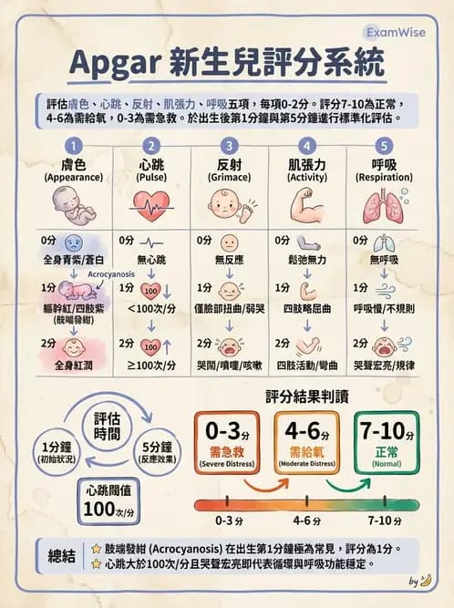 護理師 - 新生兒評估與生理特徵 - AI 圖文解析預覽