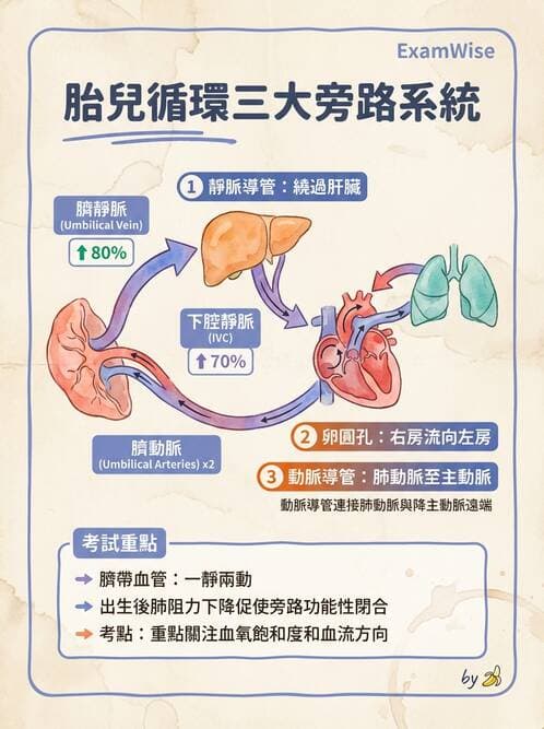 護理師 - 胎兒發育與監測評估 - AI 圖文解析預覽