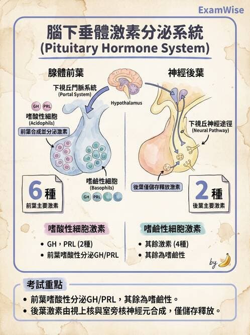 護理師 - 內分泌系統 - AI 圖文解析預覽