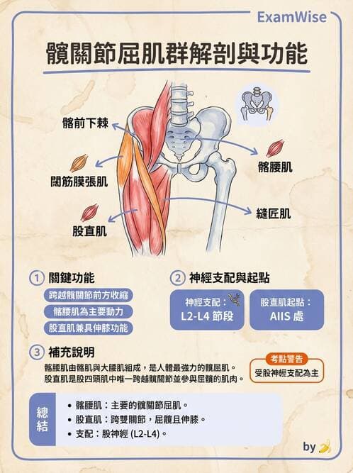 護理師 - 肌肉 - AI 圖文解析預覽
