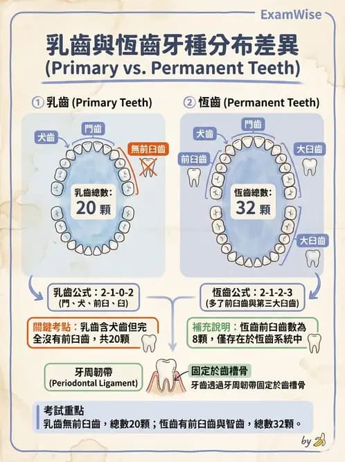 護理師 - 概論、皮膚系統、內分泌系統 - AI 圖文解析預覽