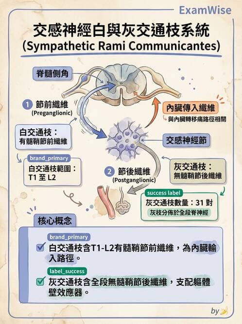 護理師 - 神經系統 - AI 圖文解析預覽