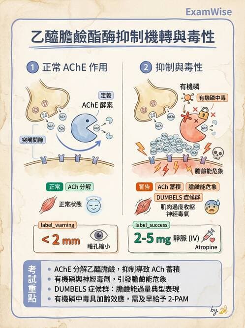 護理師 - 神經傳導、突觸與反射 - AI 圖文解析預覽