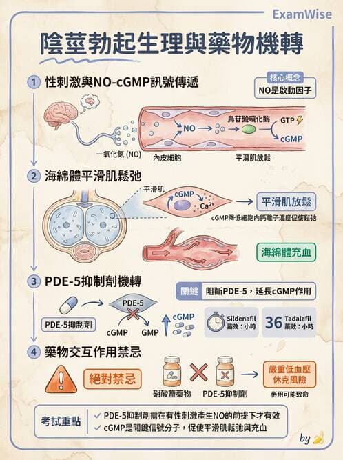 護理師 - 生殖系統 - AI 圖文解析預覽