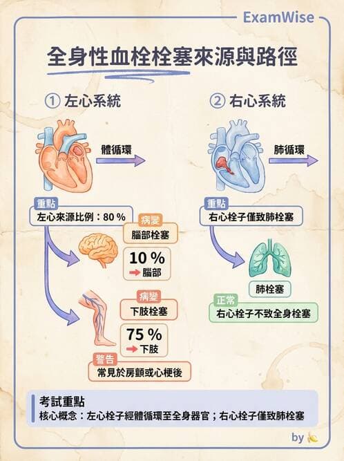 護理師 - 呼吸、循環系統 - AI 圖文解析預覽