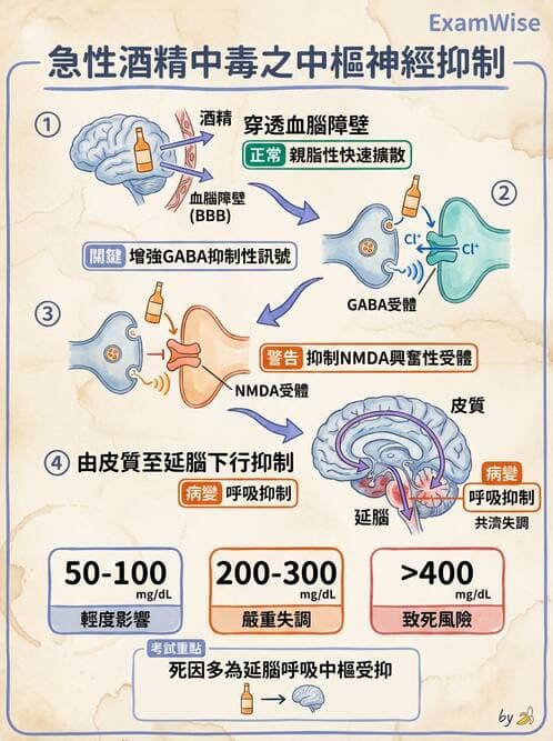 護理師 - 神經及內分泌系統 - AI 圖文解析預覽