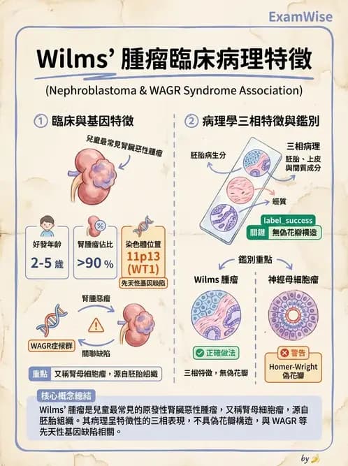 護理師 - 腫瘤及遺傳疾病 - AI 圖文解析預覽