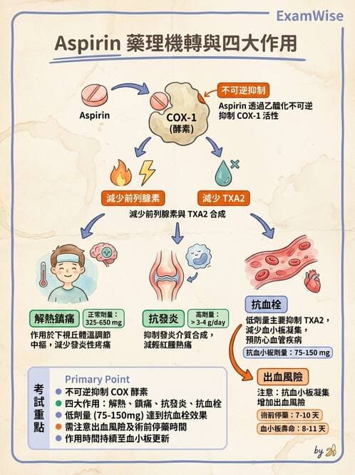 護理師 - 心臟藥物與抗血栓劑 - AI 圖文解析預覽