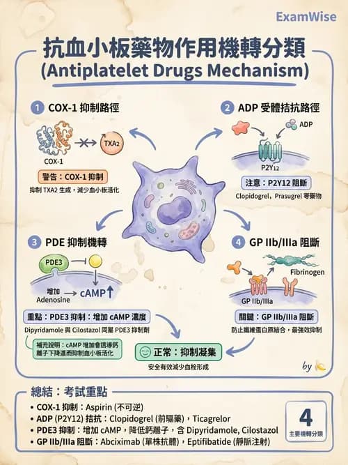 護理師 - 心臟藥物與抗血栓劑 - AI 圖文解析預覽