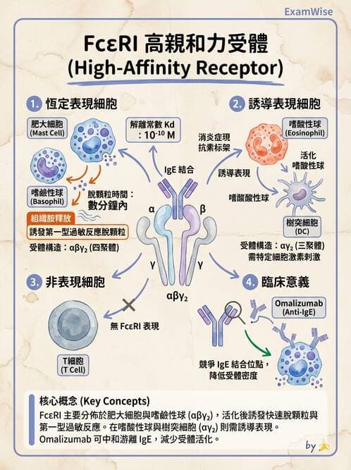 護理師 - 臨床免疫:免疫異常 - AI 圖文解析預覽