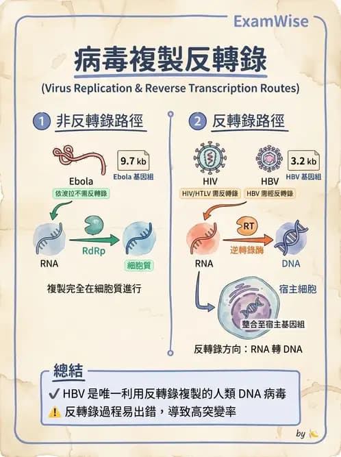 護理師 - 病毒學概念、prion - AI 圖文解析預覽