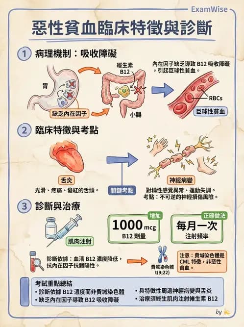 護理師 - 貧血與凝血疾病 - AI 圖文解析預覽