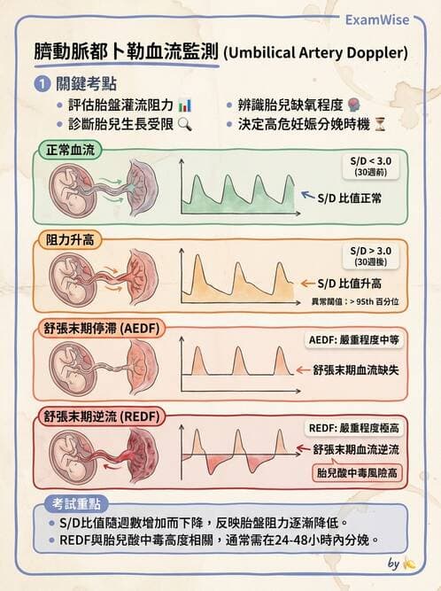 護理師 - 胎兒發育與監測評估 - AI 圖文解析預覽
