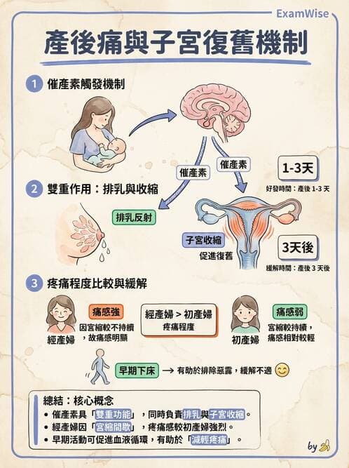 護理師 - 產程機轉與待產護理 - AI 圖文解析預覽