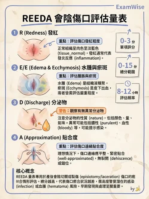 護理師 - 孕期生理變化與不適護理 - AI 圖文解析預覽
