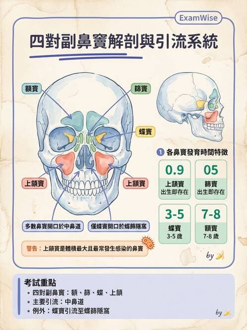 護理師 - 骨骼、肌肉系統 - AI 圖文解析預覽