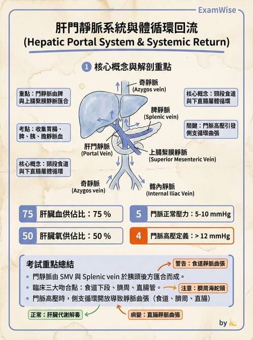 護理師 - 循環系統 - AI 圖文解析預覽