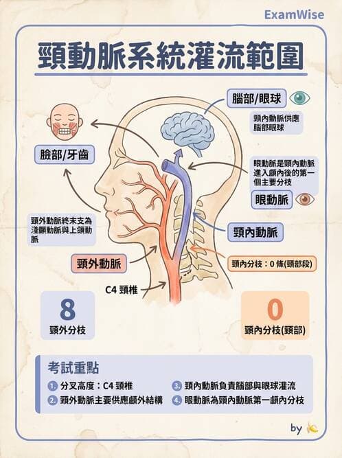 護理師 - 循環系統 - AI 圖文解析預覽