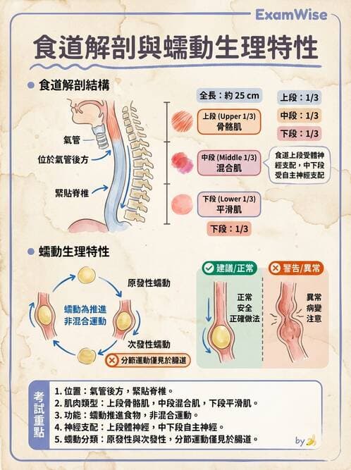 護理師 - 消化道 - AI 圖文解析預覽