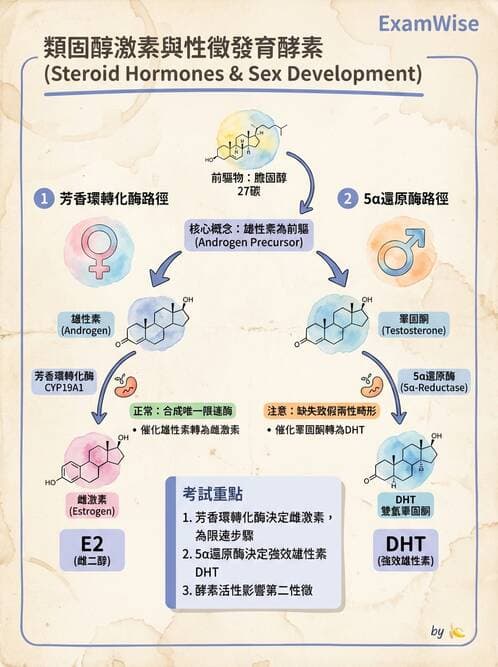護理師 - 內分泌系統 - AI 圖文解析預覽