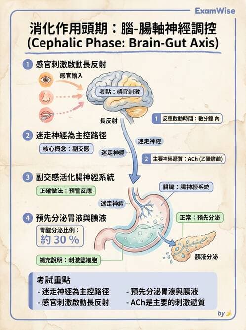 護理師 - 消化系統 - AI 圖文解析預覽