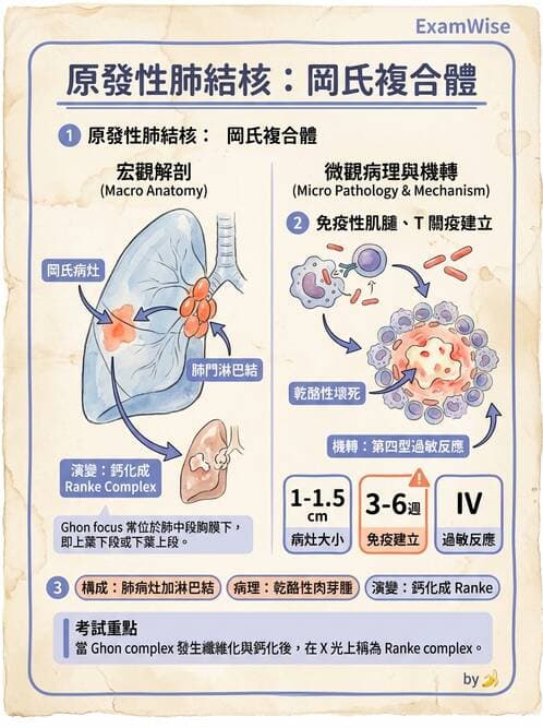 護理師 - 其他細菌 - AI 圖文解析預覽