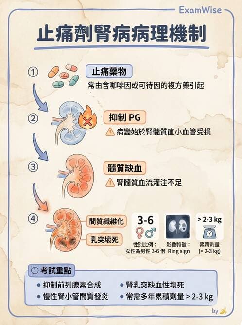 護理師 - 泌尿及男性生殖系統 - AI 圖文解析預覽