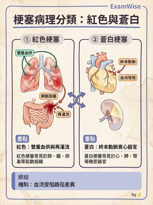 護理師 - 發炎、細胞傷害及修復 - AI 圖文解析預覽