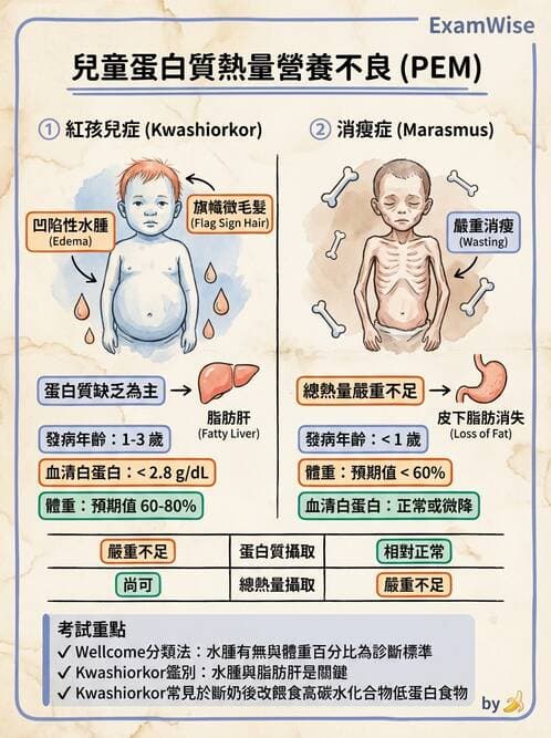 護理師 - 體液平衡 - AI 圖文解析預覽