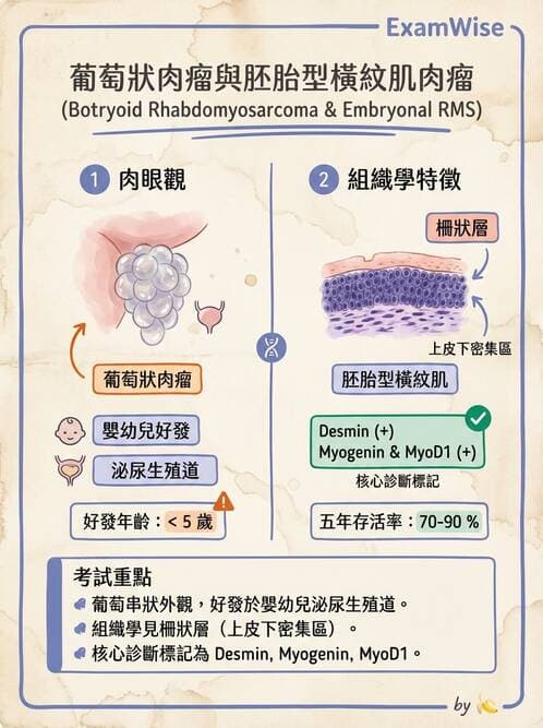 護理師 - 女性生殖系統及乳房 - AI 圖文解析預覽