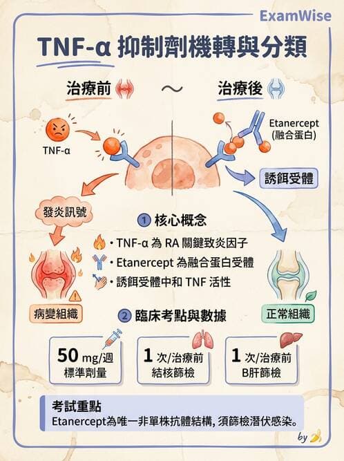 護理師 - 化學治療與免疫調節藥物 - AI 圖文解析預覽