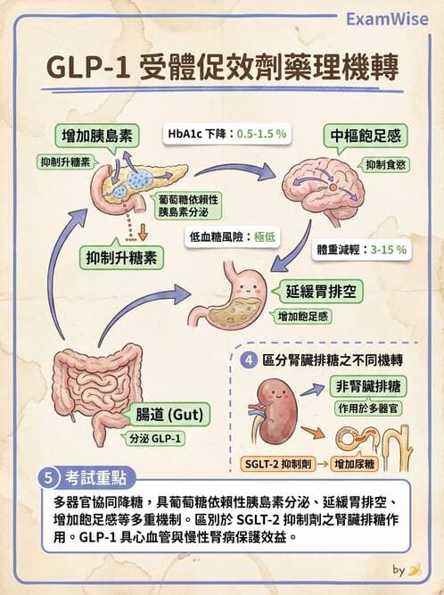護理師 - 影響新陳代謝及內分泌功能藥物 - AI 圖文解析預覽