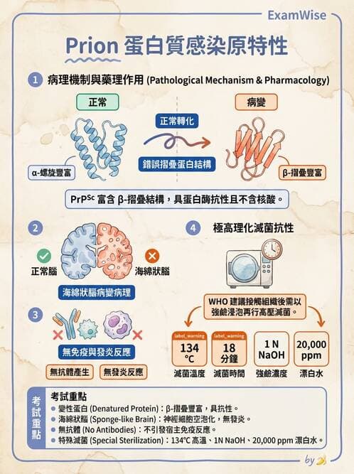 護理師 - 病毒學概念、prion - AI 圖文解析預覽