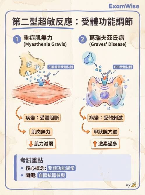 護理師 - 後天性免疫、免疫調節 - AI 圖文解析預覽