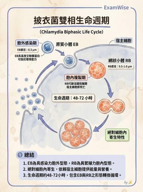護理師 - 其他細菌 - AI 圖文解析預覽