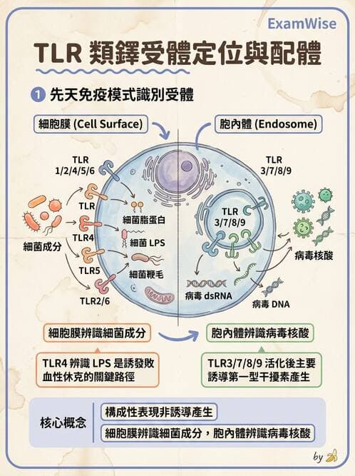 護理師 - 免疫系統組成、抗原-抗體、補體、先天性免疫 - AI 圖文解析預覽