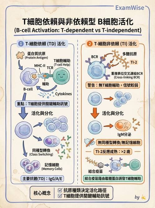 護理師 - 後天性免疫、免疫調節 - AI 圖文解析預覽