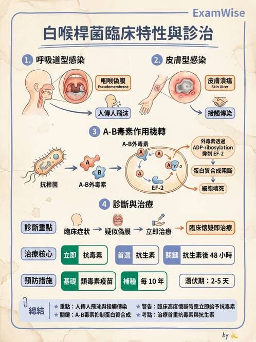 護理師 - 革蘭氏陽性細菌 - AI 圖文解析預覽