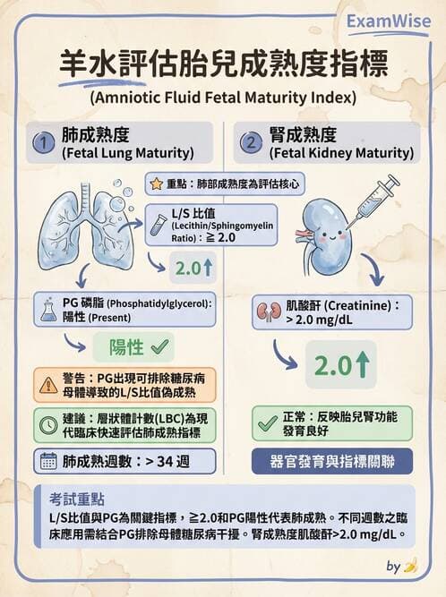 護理師 - 胎兒發育與監測評估 - AI 圖文解析預覽