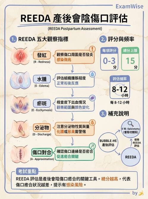 護理師 - 產後生理恢復與護理 - AI 圖文解析預覽