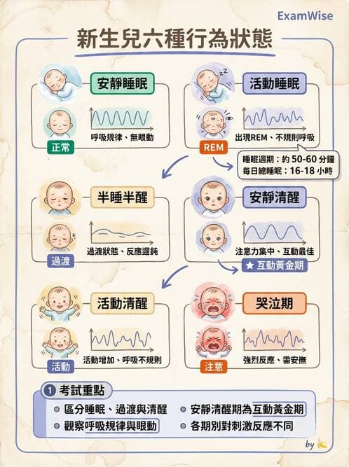 護理師 - 新生兒評估與生理特徵 - AI 圖文解析預覽