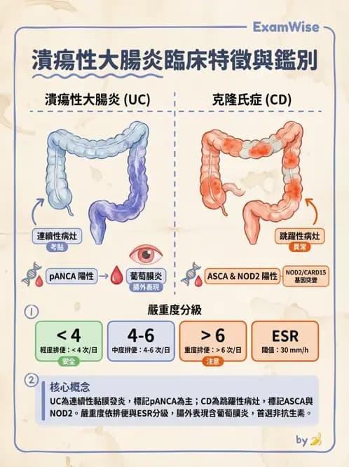內專 - 發炎性腸道疾病 - AI 圖文解析預覽