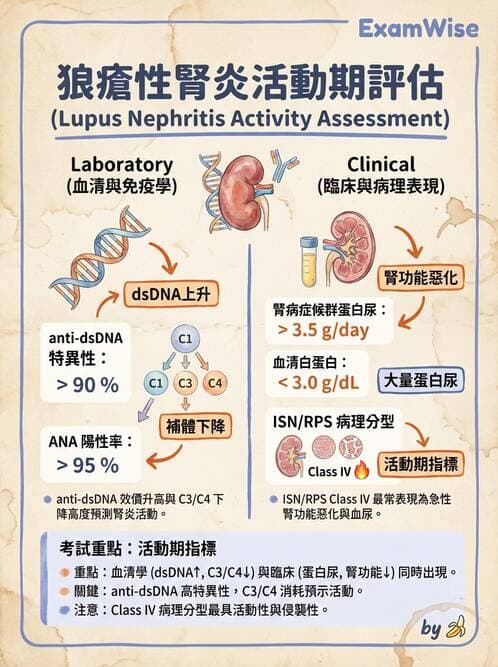 內專 - 繼發性腎絲球腎炎 - AI 圖文解析預覽